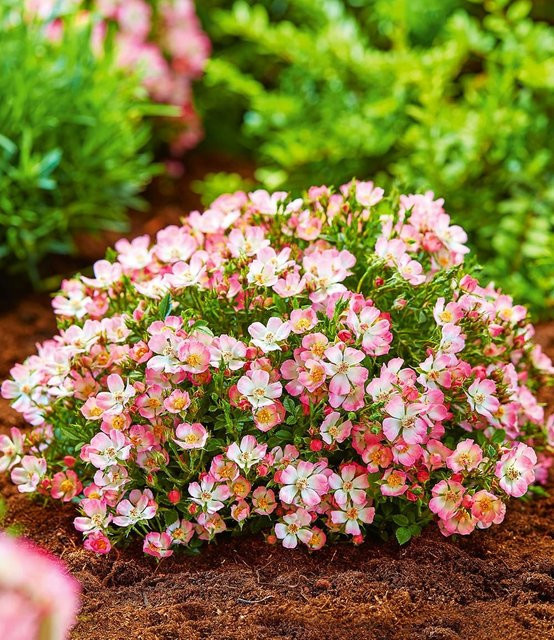 Alpin-Rose Cutie Pie Rose - Bild 1