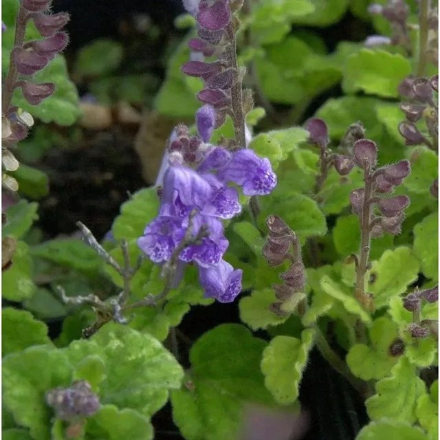 Herbst Helmkraut Scutellaria incana Blauer Zierstrauch von Nr-01.de - Bild 1