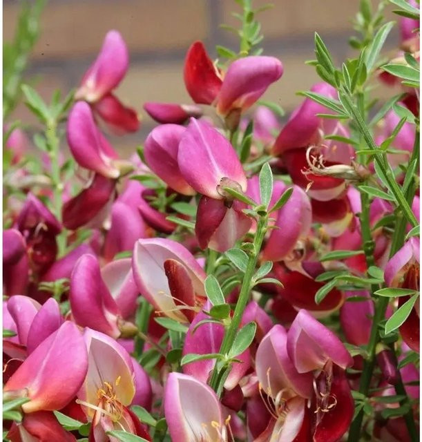 Edelginster Windlesham Ruby Cytisus scoparius in Pink, Höhe: 60-80 cm - Bild 1