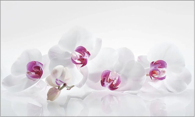 MySpotti Küchenrückwand Profix Cucina Orchidee aus Aluminiumverbund in Lila-Weiß B/H: 100 x 60 cm - Bild 1