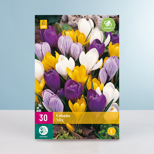 Großblumiger Krokus Mix BLUME2000 Blumenzwiebeln mit 30 Knollen - Bild 1