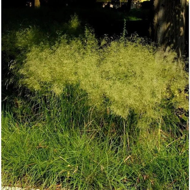Waldschmiele Bronzeschleier Deschampsia als mehrjährige Zierpflanze in Bronze und Grün - Bild 1