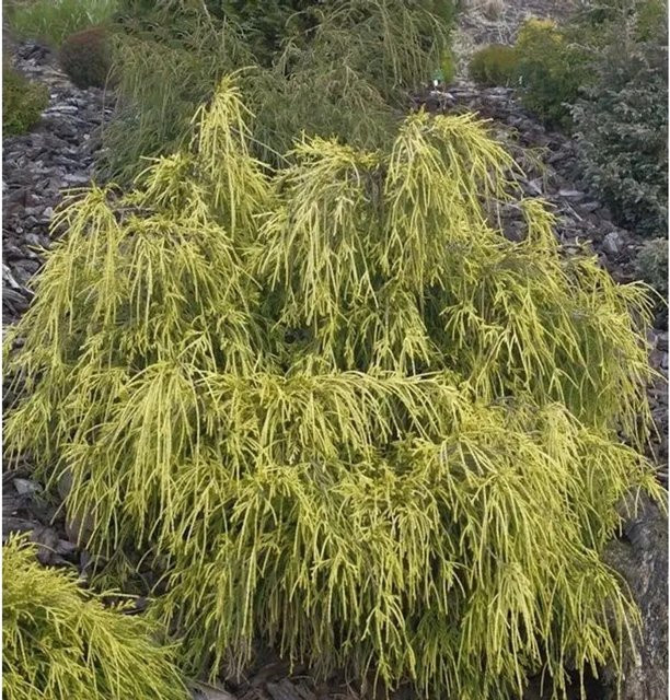 Gelbe Fadenzypresse Chamaecyparis pisifera als Kübelpflanze für Steingärten und Grabbepflanzung, Höhe: 40-50 cm - Bild 1