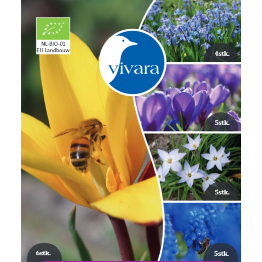 PuurBio Bio-Blumenzwiebelmix für Bienen und Schmetterlinge, 25 Stück, Mehrfarbig - Bild 3