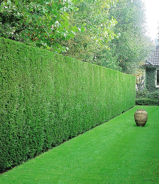 Leyland-Zypressen-Hecke Set mit 50 Pflanzen - Bild 1