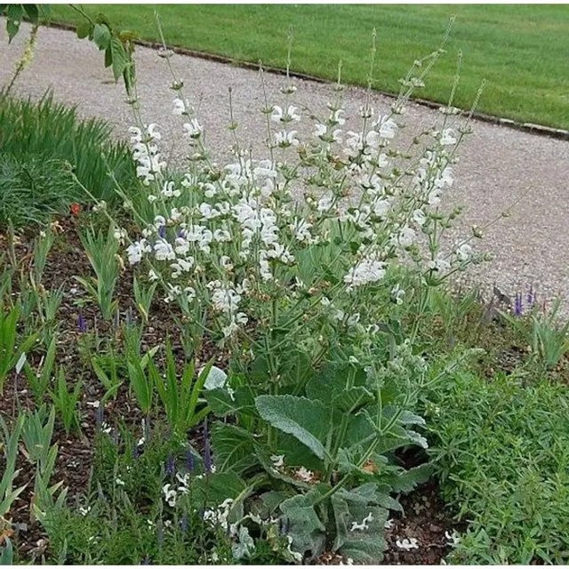 Muskatellersalbei Vatican White Salvia sclarea als mehrjährige Pflanze in Weiß für den Garten - Bild 1