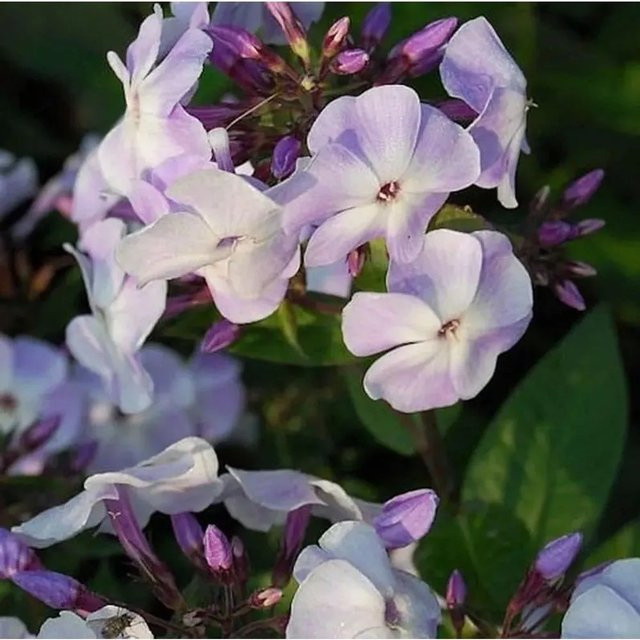 Phlox paniculata Violetta Gloriosa Hohe Flammenblume in Violett als Beetpflanze und Schnittblume von Nr-01.de - Bild 1