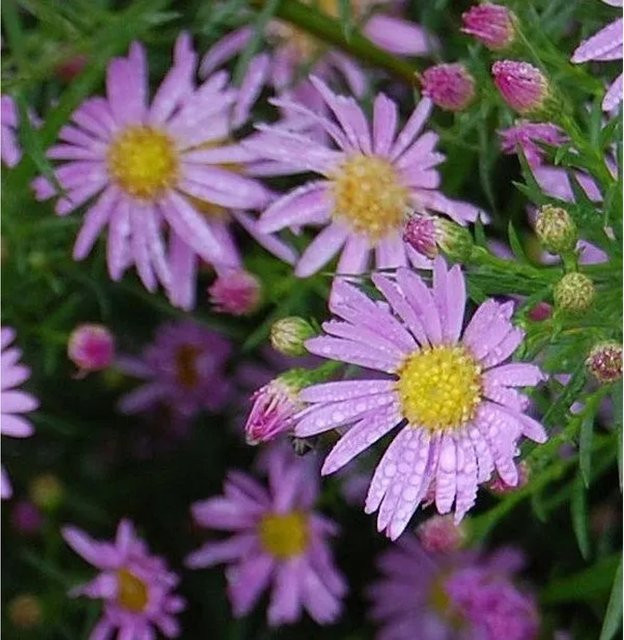 Myrtenaster Pink Star Aster in Pink als mehrjährige Staude für den Bauerngarten und Staudengarten - Bild 1