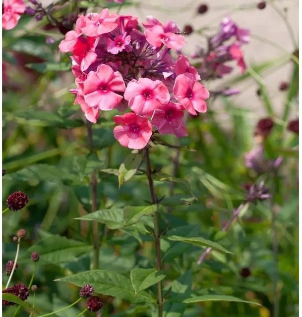 Hohe Flammenblume Cosmopolitan Phlox paniculata Beetpflanze in Pink von Nr-01.de - Bild 1