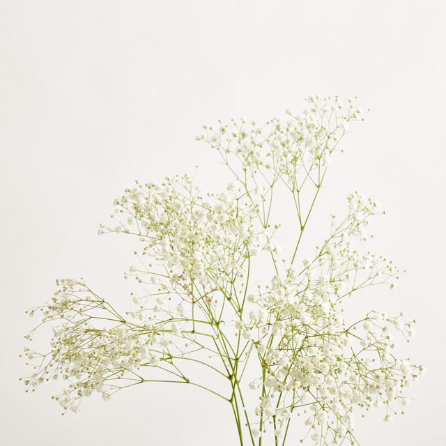 Blume2000 Weißes Schleierkraut Gypsophila Bunch - Bild 1
