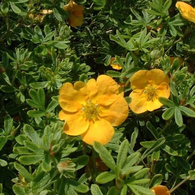 Arborix Fingerstrauch Tangerine Potentilla fruticosa mit orangefarbenen Blüten im Container - Bild 1