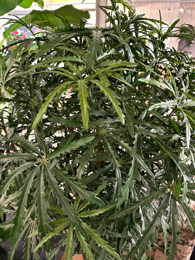 Künstliche Aralia Tyler von Aplanta in Grün, Höhe: 115 cm - Bild 2