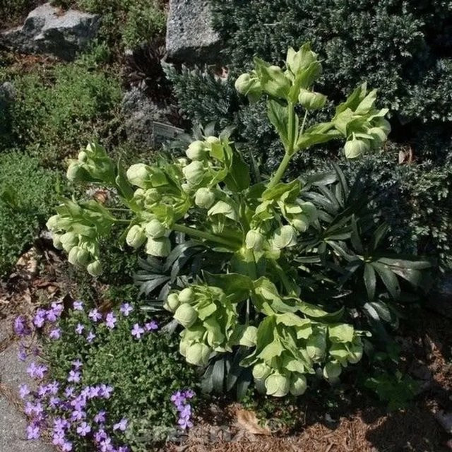 Stinkender Nieswurz Wester Flisk Helleborus foetidus grüne Staude von Nr-01.de - Bild 1