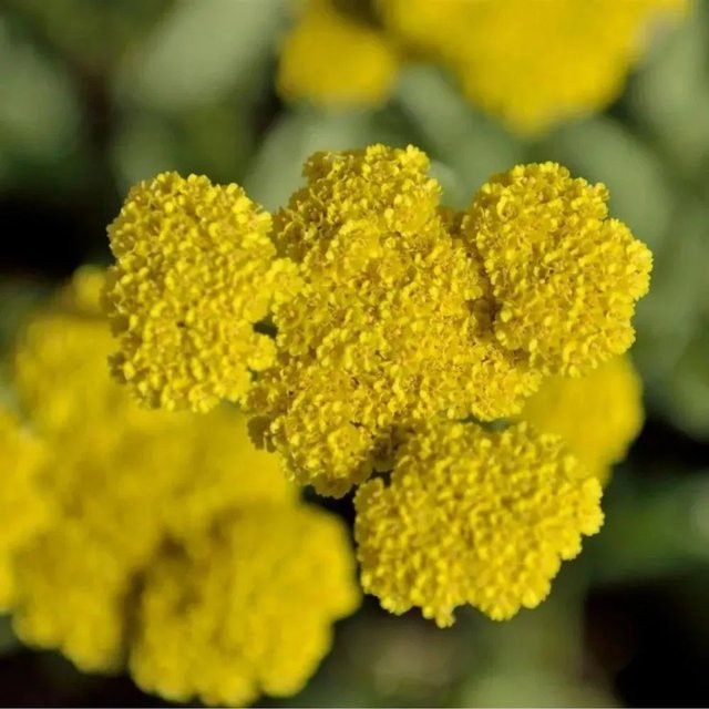Achillea clypeolata Goldquirlgarbe Moonshine gelbe Staude für den Garten - Bild 1