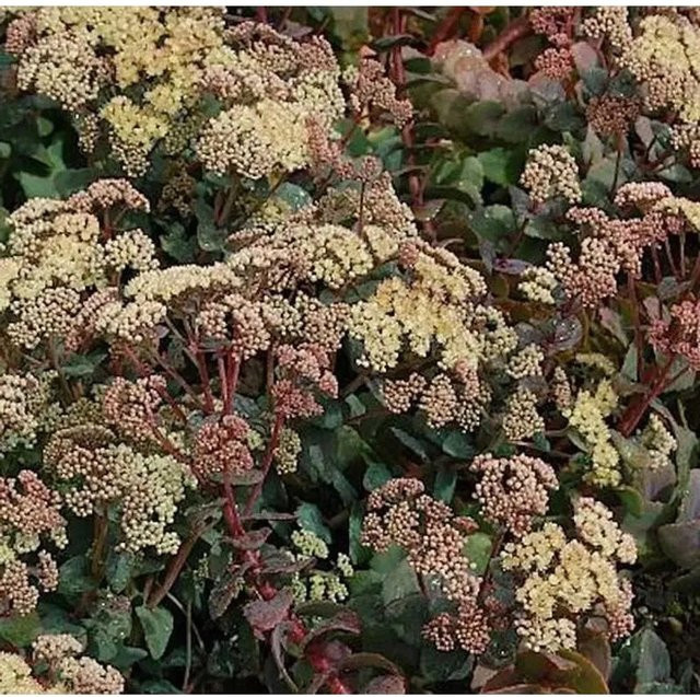 Große Fetthenne Hab Grey Sedum telephium für den Garten in Grau - Bild 1