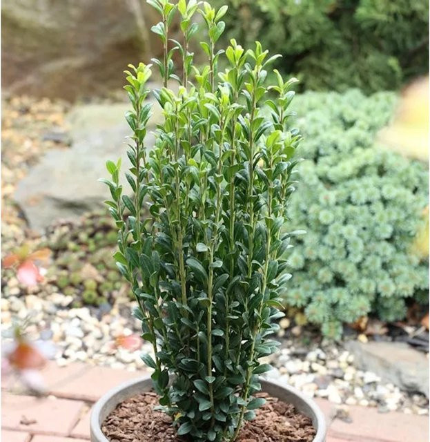 Säulen-Stechpalme Ilex Crenata für deinen Garten, Höhe: 30-40 cm - Bild 1