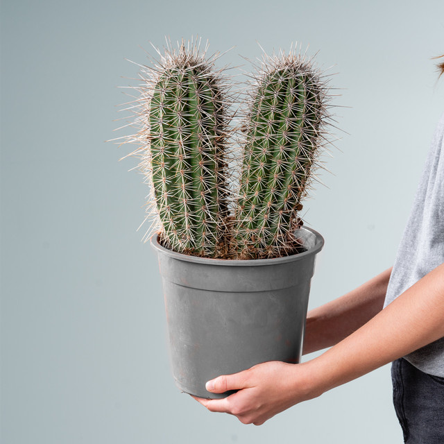 Säulenkaktus Pachycereus Pringlei von BLUME2000, grüne Sukkulente für sonnige Standorte in Wohnzimmer oder Wintergarten, Höhe: 30 cm - Bild 1