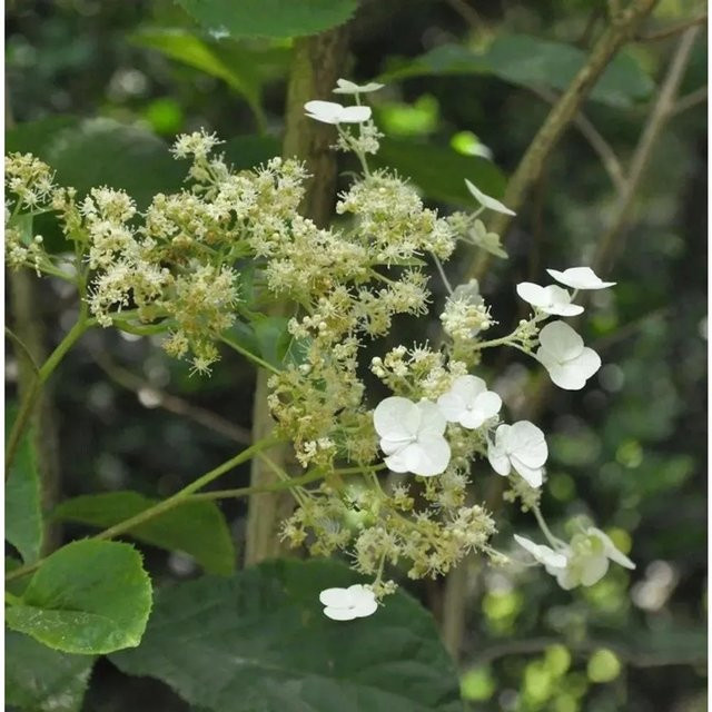 Immergrüne Kletterhortensie Hydrangea seemannii von Nr-01.de als Kletterpflanze für Zäune, Fassaden und Mauern - Bild 1