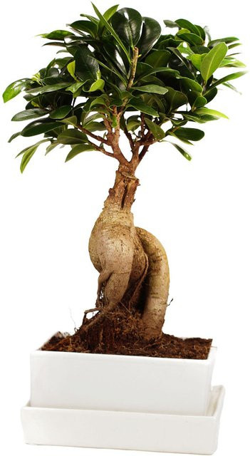 Ginseng-Bonsai Ficus in weißem Keramikübertopf mit Wasserspeicher von Mein schöner Garten Shop - Bild 1