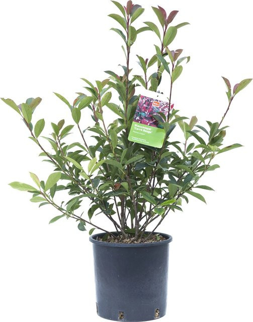 GROW by OBI Glanzmispel Carré Rouge Photinia fraseri Busch im Topf - Bild 1