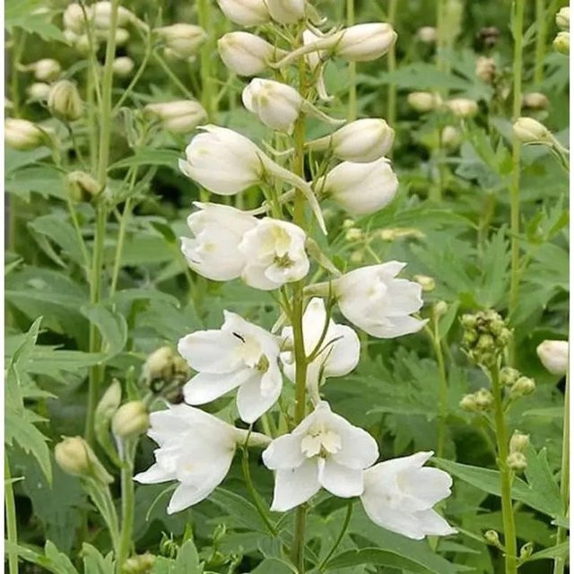 Rittersporn Galahad Delphinium pacific als mehrjährige Staude für Staudenbeete und Freiflächen - Bild 1