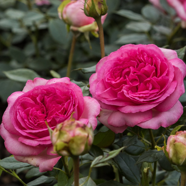 Edelrose Walzertraum von BLUME2000 in Rosa für dein Beet - Bild 1