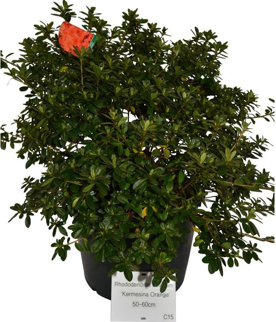 OBI Japanische Azalee Rhododendron in Orange, Höhe ca. 30 - 40 cm - Bild 1
