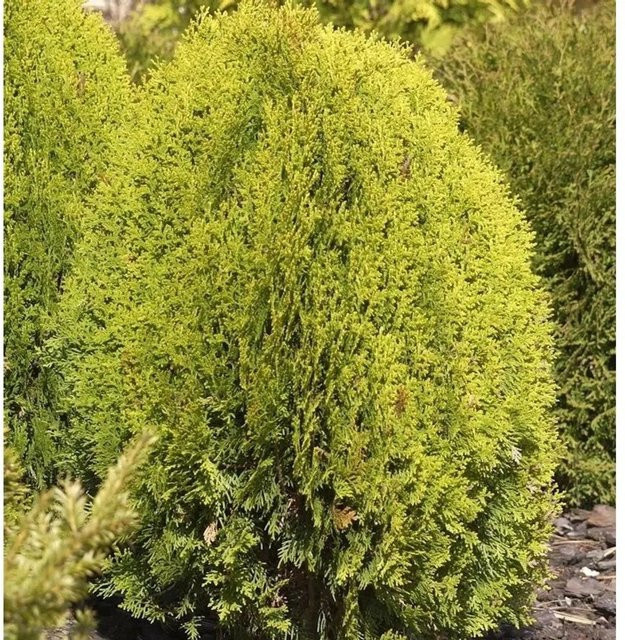 Gelber Zwerglebensbaum Thuja occidentalis von Nr-01.de in Gelb, Höhe: 20-25 cm - Bild 1