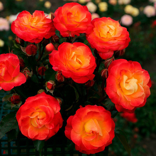 KORDES ROSEN Beetrose Firebird in Rosa mit gelben, gefüllten Blüten - Bild 2