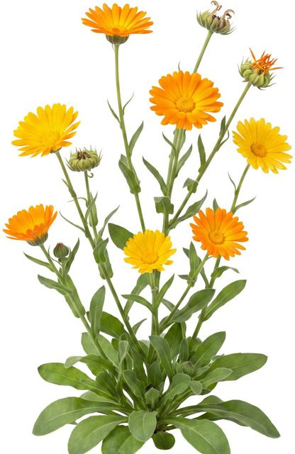 LaCaTho Ringelblume Samen Calendula Officinalis mit 1000 Samen für orangefarbene Blüten als Heilpflanze - Bild 1