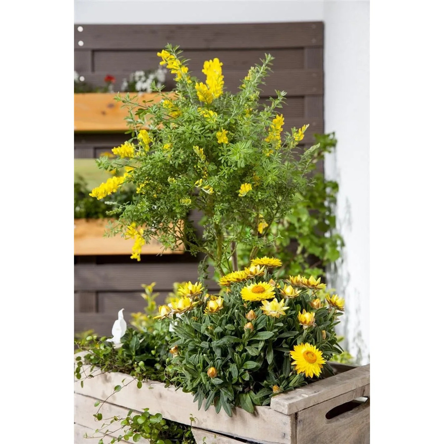 Schwarzginster Cytisus Nigricans mit gelben Blüten von Pflanzen für dich, Höhe: 40–60 cm - Bild 2