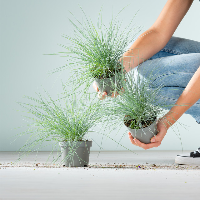 3 Stück Blauschwingel Festuca von BLUME2000 für Garten und Balkon - Bild 1
