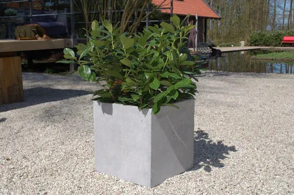 Pflanzkübel Leyla von Aplanta in Grau im Beton-Design, B/T/H: 40 x 40 x 40 cm - Bild 4