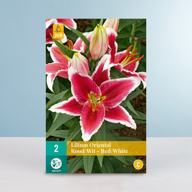 Orientalische Lilie BLUME2000 rot-weiss mit 2 Zwiebeln - Bild 1