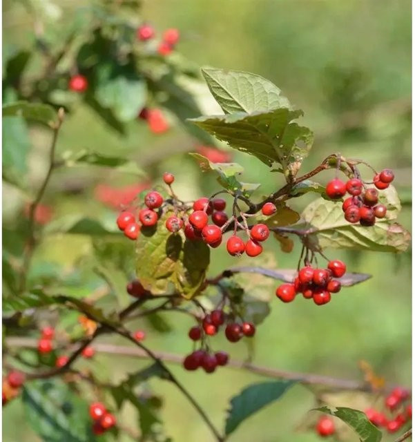 Cotoneaster bullatus Runzlige Strauchmispel, Höhe: 100-125 cm - Bild 1