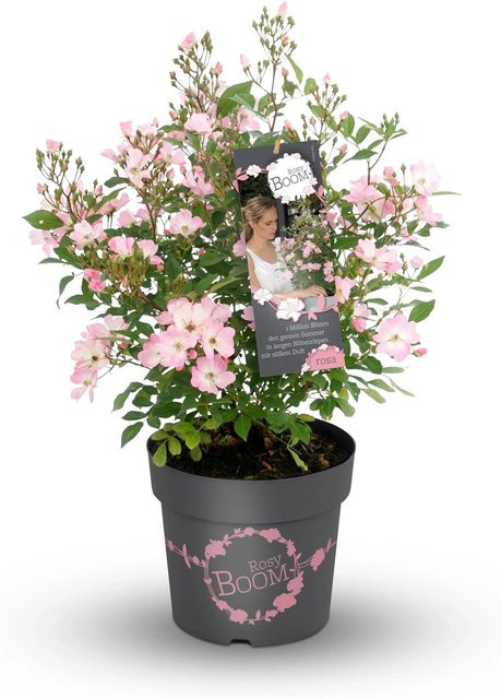 GROW by OBI Strauchrose Rosy Boom Rosa im Topf - Bild 1