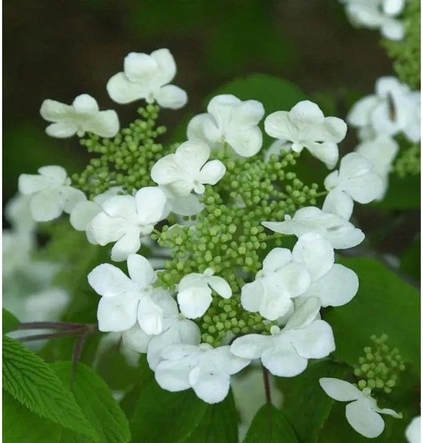 Japanischer Schneeball St. Keverne Viburnum plicatum weiß, Höhe: 80-100 cm - Bild 1