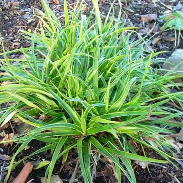 6er Set Arborix Wald-Marbel Luzula sylvatica Marginata Immergrüne Staude im 9 cm Topf - Bild 1