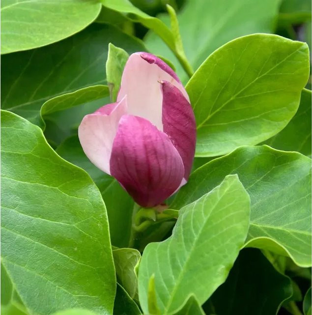 Magnolia Cameo Zierstrauch in Pink von Nr-01.de - Bild 1