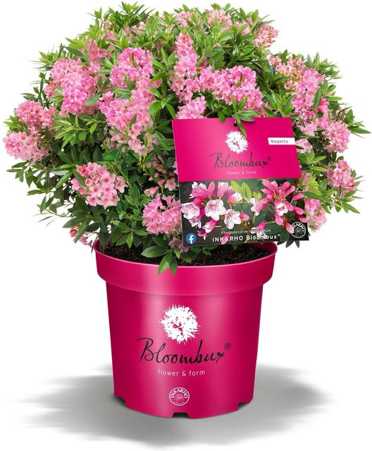 Rhododendron Bloombux Magenta mit magenta Blüten, Höhe: 30-40 cm, Topfgröße: 5 Liter - Bild 1