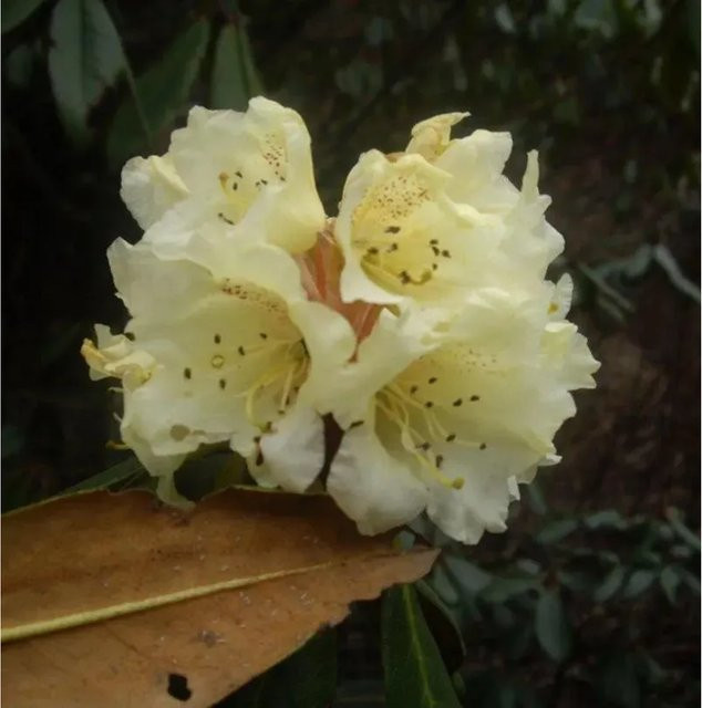 Rhododendron epidostylum Alpenrose gelb, Höhe: 20-25 cm - Bild 1