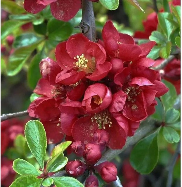 Niedrige Scheinquitte Chaenomeles japonica rote Heckenpflanze Höhe: 125-150 cm - Bild 1