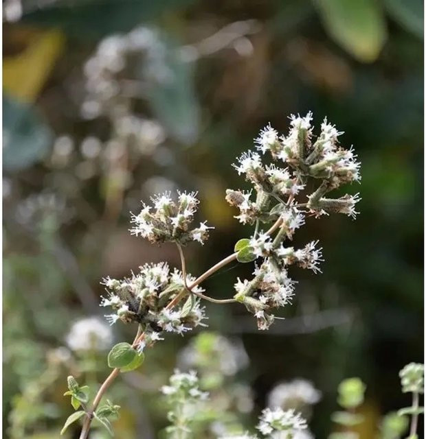 Syrischer Oregano Origanum syriacum Gewürzpflanze von Nr-01.de in Topf - Bild 1