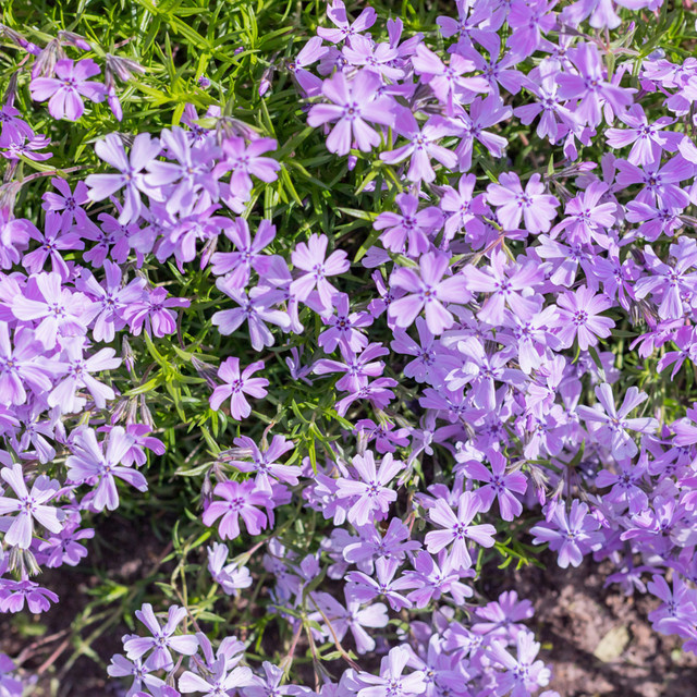 Polster-Phlox Purple Beauty, violette Staude für deinen Garten - Bild 1