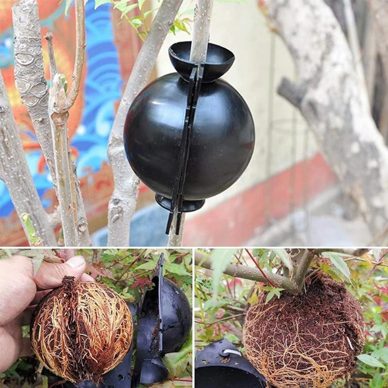 Lanzhong home life Set aus 5 Pflanzenbewurzelungskugeln zur Pflanzenvermehrung und zum Abmoosen, Farbe: Schwarz, Durchmesser: 5 cm - Bild 4