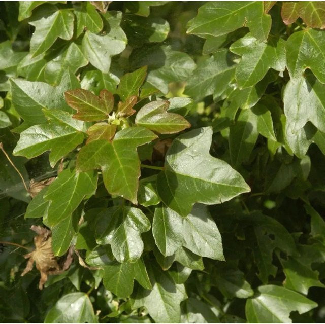 Burgenahorn Acer buergerianum Baum für deinen Garten, Höhe: 125-150 cm, grün - Bild 1