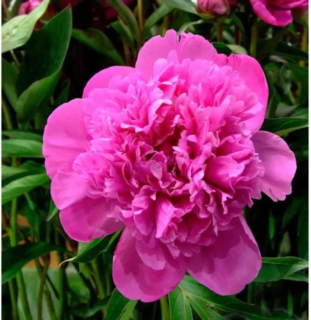 Edelpfingstrose Edulis Superba Paeonia actiflora in Pink als mehrjährige Gartenpflanze - Bild 1
