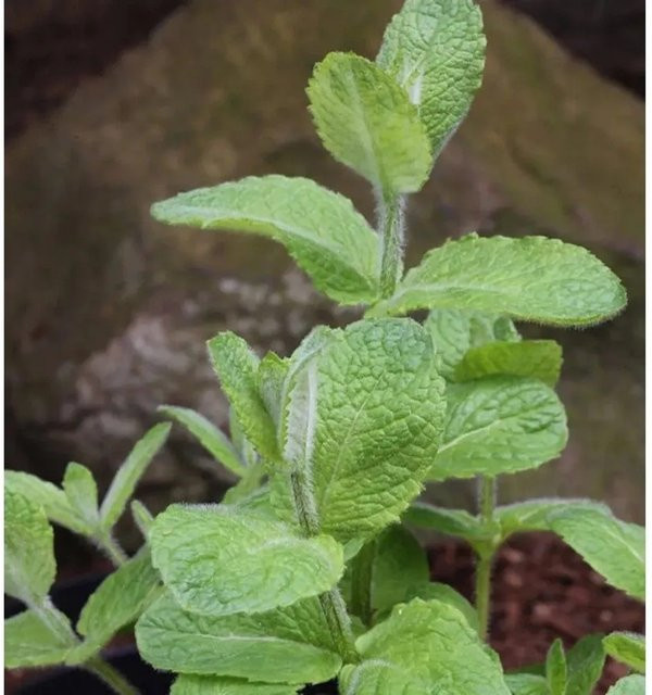 Apfelminze Mentha suaveolens Pflanze in grünem Topf von Nr-01.de - Bild 1
