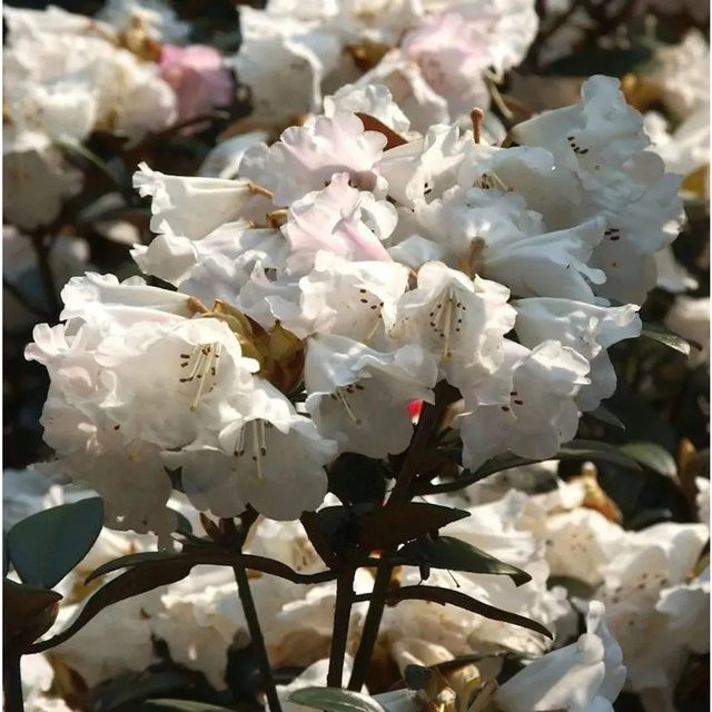 Großblumiger Rhododendron Queen Bee Alpenrose von Nr-01.de - Bild 1