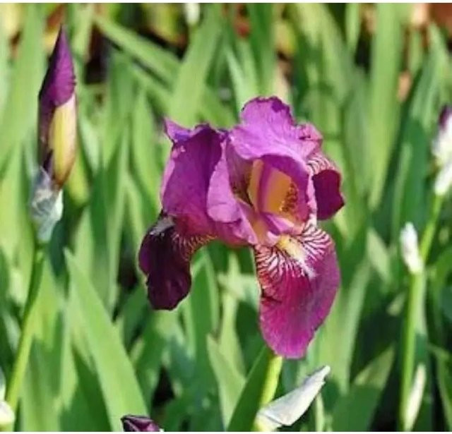 Schwertlilie Imperator Iris barbata als lila Beetpflanze von Nr-01.de - Bild 1